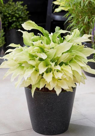 ХОСТА White Feather